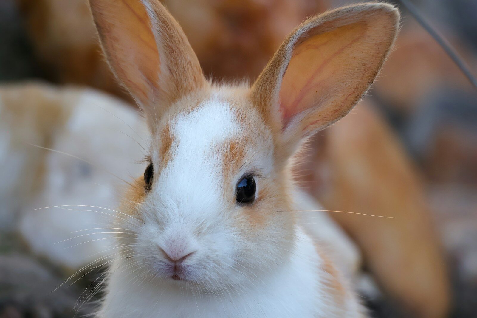 a close up of a small rabbit near other rabbits